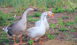 今日吃瓜黑料 网红大鹅,今日吃瓜黑料揭秘