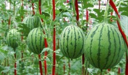 朝阳吃瓜网,揭秘娱乐圈最新热点，带你领略明星幕后故事